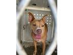 Adopt Khloe a Tan/Yellow/Fawn American Pit Bull Terrier / Mixed dog in Selma