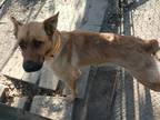 Adopt Sarah a Tan/Yellow/Fawn German Shepherd Dog / Mixed dog in Selma