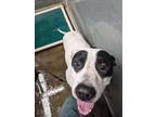 Adopt Bandit-BQ a White American Pit Bull Terrier / Great Pyrenees / Mixed dog