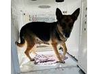 Adopt Sugar a Black German Shepherd Dog / Mixed dog in Selma, CA (37701388)