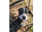 Adopt Eagle a Gray/Blue/Silver/Salt & Pepper American Pit Bull Terrier / Mixed