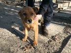 Adopt Tanner a Tan/Yellow/Fawn German Shepherd Dog / Mixed dog in Selma