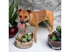 Adopt Spud a Brindle Black Mouth Cur / Mixed Breed (Medium) / Mixed (short coat)