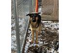 Adopt Goofy a Black German Shepherd Dog / Mixed dog in Silver Springs