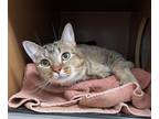Adopt Ollie a Gray or Blue Domestic Shorthair / Mixed Breed (Medium) / Mixed