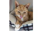 Adopt Ms. Dale a Orange or Red Domestic Shorthair / Domestic Shorthair / Mixed