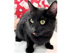 Adopt 655577 a All Black Domestic Shorthair / Domestic Shorthair / Mixed cat in