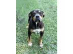 Adopt Lola-Grace - a Black American Pit Bull Terrier / Mixed dog in RIDGELAND