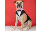 Adopt Olson a Tan/Yellow/Fawn Boxer / Mixed dog in Houston, TX (37701584)