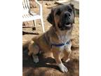 Adopt Malarky a Brown/Chocolate Mastiff / Mixed dog in Lakeside, AZ (37701617)