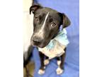 Adopt Leah a Black American Staffordshire Terrier / Mixed dog in Picayune