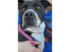 Adopt Trixie a Black Labrador Retriever / Mixed dog in Yadkinville