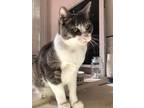 Adopt Dave a Gray or Blue Domestic Shorthair / Domestic Shorthair / Mixed cat in