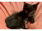 Adopt Sinatra a Black (Mostly) Domestic Shorthair (short coat) cat in Woodland