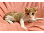 Adopt Lennon a Orange or Red Tabby Domestic Shorthair (short coat) cat in