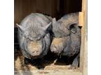 Adopt Uma a Black Pig (Farm) / Pig (Farm) / Mixed bird in Belmont, NY (37702750)