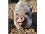 Adopt Bueshe a White Pig (Farm) / Pig (Farm) / Mixed bird in Belmont