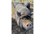 Adopt Ruffian a Black Pig (Farm) / Pig (Farm) / Mixed bird in Belmont