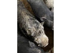 Adopt Pepper a Pig (Farm) / Pig (Farm) / Mixed farm-type animal in Belmont