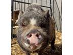 Adopt Reznor a Black Pig (Farm) / Pig (Farm) / Mixed bird in Belmont