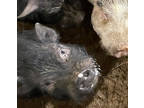 Adopt Peter a Pig (Farm) / Pig (Farm) / Mixed farm-type animal in Belmont