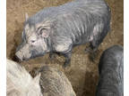 Adopt Deuce a Pig (Farm) / Pig (Farm) / Mixed farm-type animal in Belmont