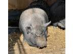 Adopt Bertha a Pig (Farm) / Pig (Farm) / Mixed farm-type animal in Belmont