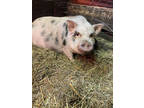 Adopt Boo a Pig (Farm) / Pig (Farm) / Mixed farm-type animal in Belmont