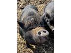 Adopt Karen a Black Pig (Farm) / Pig (Farm) / Mixed bird in Belmont
