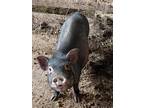 Adopt Charlotte a Pig (Farm) / Pig (Farm) / Mixed farm-type animal in Belmont