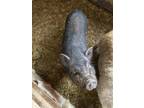Adopt Bubba a Pig (Farm) / Pig (Farm) / Mixed farm-type animal in Belmont