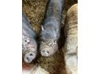Adopt Beebe a Pig (Farm) / Pig (Farm) / Mixed farm-type animal in Belmont