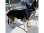 Adopt Clarissa aka Gigi a Black German Shepherd Dog / Mixed dog in Pineville
