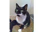 Adopt Flower a Black & White or Tuxedo Domestic Shorthair (short coat) cat in