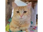 Adopt Cheebs a Orange or Red Domestic Longhair / Mixed cat in SHERIDAN