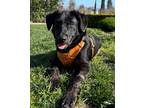 Adopt Jonah a Black Labrador Retriever / Mixed dog in San Francisco
