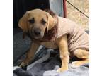 Adopt Kelvin a Tan/Yellow/Fawn Hound (Unknown Type) / Akbash / Mixed dog in