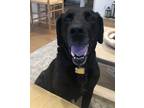 Adopt Theo a Black Labrador Retriever / Mixed dog in San Francisco