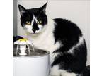 Adopt MooMoo a Black & White or Tuxedo American Shorthair (short coat) cat in