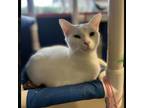 Adopt Halo a White Domestic Shorthair / Mixed cat in Ridgeland, SC (37703810)