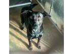 Adopt Lady a Black Labrador Retriever / Shepherd (Unknown Type) / Mixed dog in