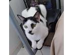 Adopt Cookie a White Domestic Shorthair / Mixed cat in Titusville, FL (37704102)