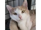 Adopt Aspen a Tan or Fawn Tabby Domestic Shorthair / Mixed cat in Carroll