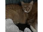 Adopt Annie Sue a Orange or Red Domestic Shorthair / Mixed cat in Carroll