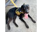 Adopt Penelope a Black Pit Bull Terrier / Rottweiler / Mixed dog in Galveston