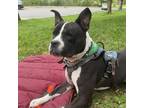 Adopt Jack a Black Pit Bull Terrier / Boxer / Mixed dog in Philadelphia