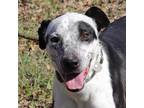 Adopt Jazz a Black Blue Heeler / Labrador Retriever / Mixed dog in Helotes