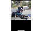 Adopt Aspen a Black - with White Mixed Breed (Medium) dog in St.