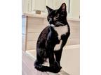 Adopt Wybie a All Black Domestic Shorthair / Domestic Shorthair / Mixed cat in