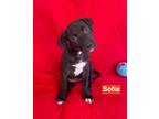 Adopt Sofia a Black - with White Boxer / Labrador Retriever / Mixed dog in